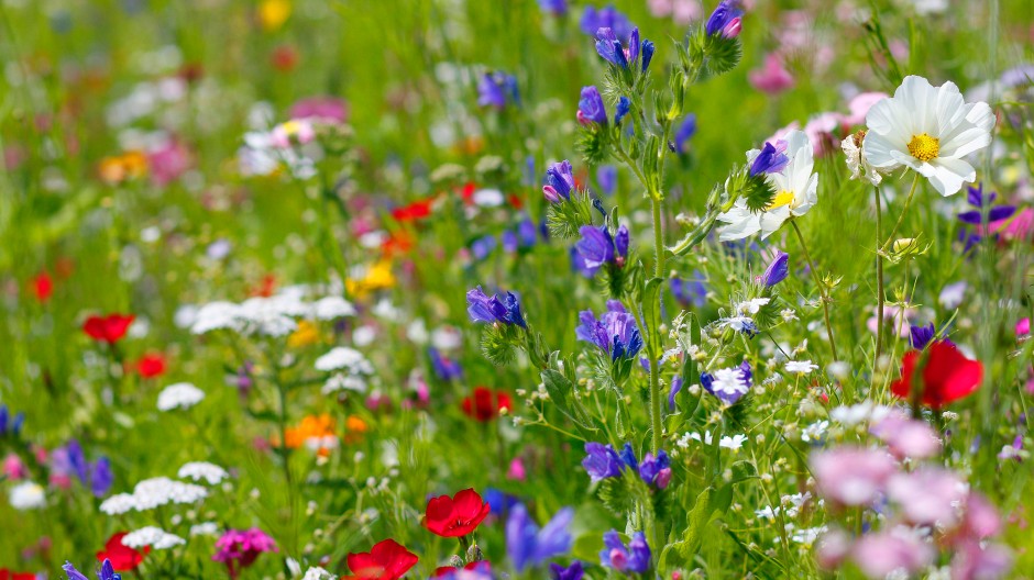 Blumenwiese Bienenweide